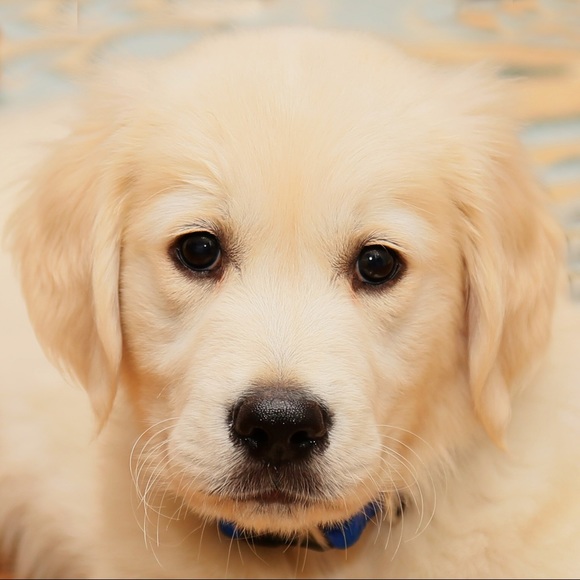 Meet your Posher, Shelley - Picture 1 of 1